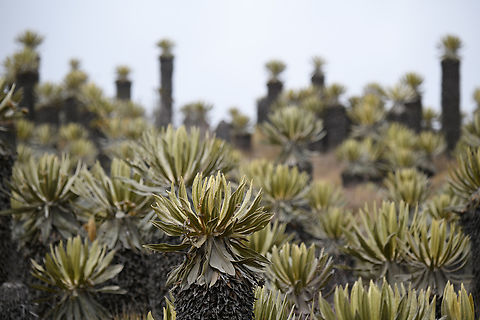Espeletia hartwegiana valley - closeup, Termales del Ruiz, Colombia https://www.jungledragon.com/image/150239/espeletia_hartwegiana_valley_termales_del_ruiz_colombia.html Colombia,Colombia 2022,Espeletia hartwegiana,Fall,Geotagged,South America,Termales del Ruiz,World