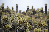 Espeletia hartwegiana valley - closeup, Termales del Ruiz, Colombia https://www.jungledragon.com/image/150239/espeletia_hartwegiana_valley_termales_del_ruiz_colombia.html Colombia,Colombia 2022,Espeletia hartwegiana,Fall,Geotagged,South America,Termales del Ruiz,World