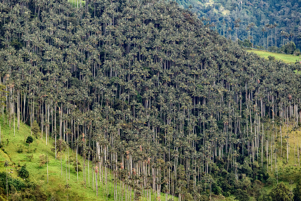 Ceroxylon quindiuense, Capotal, Cajamarca, Tolima, Colombia The iconic and endangered wax palm species. I was positively shocked to see this density, most sites show a handful of them. Ceroxylon quindiuense,Colombia,Colombia 2022,Fall,Geotagged,South America,World