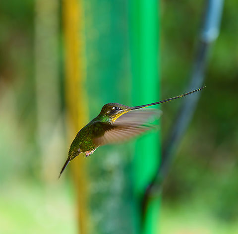 Sword-billed hummingbird, Giles-Fuertesi Reserve, Colombia Near a feeder at the Giles-Fuertesi ProAves reserve.
https://www.jungledragon.com/image/150258/sword-billed_hummingbird_-_perched_colombia_giles-fuertesi_reserve_colombia.html Colombia,Colombia 2022,Ensifera ensifera,Fall,Geotagged,Giles Fuertesi Proaves Reserve,South America,Sword-billed hummingbird,World