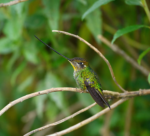 Sword-billed hummingbird - perched, Giles-Fuertesi Reserve, Colombia Near a feeder at the Giles-Fuertesi ProAves reserve.
https://www.jungledragon.com/image/150257/sword-billed_hummingbird_colombia_giles-fuertesi_reserve_colombia.html Colombia,Colombia 2022,Ensifera ensifera,Fall,Geotagged,Giles Fuertesi Proaves Reserve,South America,Sword-billed hummingbird,World