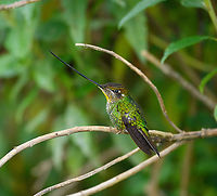 Sword-billed hummingbird - perched, Giles-Fuertesi Reserve, Colombia Near a feeder at the Giles-Fuertesi ProAves reserve.<br />
https://www.jungledragon.com/image/150257/sword-billed_hummingbird_colombia_giles-fuertesi_reserve_colombia.html Colombia,Colombia 2022,Ensifera ensifera,Fall,Geotagged,Giles Fuertesi Proaves Reserve,South America,Sword-billed hummingbird,World