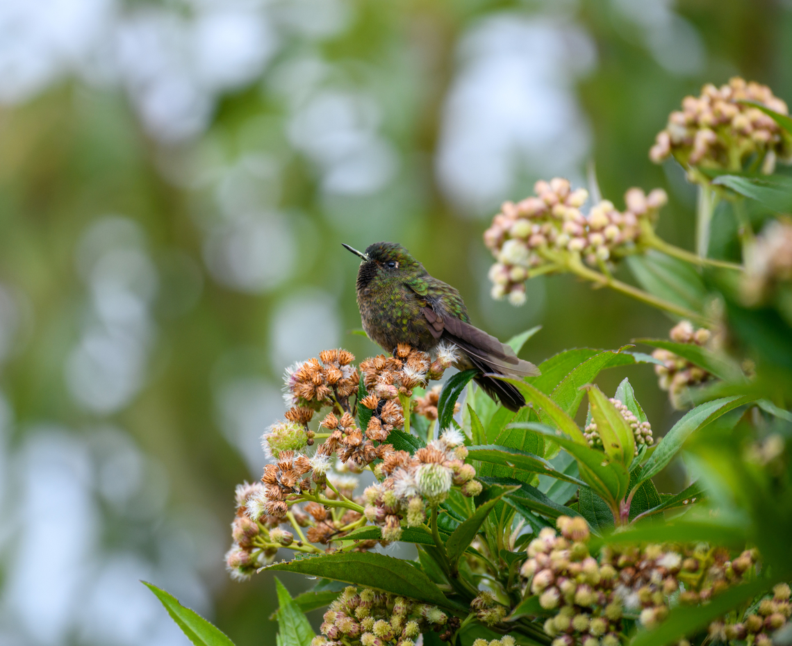 Black-thighed Puffleg, Giles-Fuertesi Reserve, Colombia  Black-thighed Puffleg,Colombia,Colombia 2022,Eriocnemis derbyi,Fall,Geotagged,Giles Fuertesi Proaves Reserve,South America,World