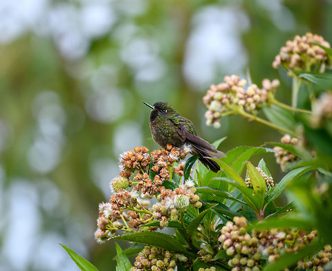 Black-thighed Puffleg, Giles-Fuertesi Reserve, Colombia  Black-thighed Puffleg,Colombia,Colombia 2022,Eriocnemis derbyi,Fall,Geotagged,Giles Fuertesi Proaves Reserve,South America,World