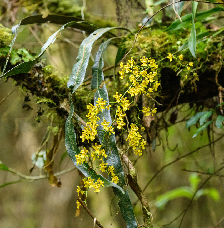 Oncidium sp., Giles-Fuertesi Reserve, Colombia Will try to get it identified to the species level. This may be Oncidium adelaidae, but not fully sure. Colombia,Colombia 2022,Fall,Geotagged,Giles Fuertesi Proaves Reserve,South America,World