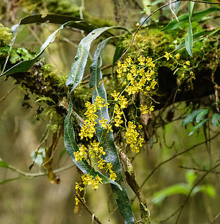 Oncidium sp., Giles-Fuertesi Reserve, Colombia Will try to get it identified to the species level. This may be Oncidium adelaidae, but not fully sure. Colombia,Colombia 2022,Fall,Geotagged,Giles Fuertesi Proaves Reserve,South America,World