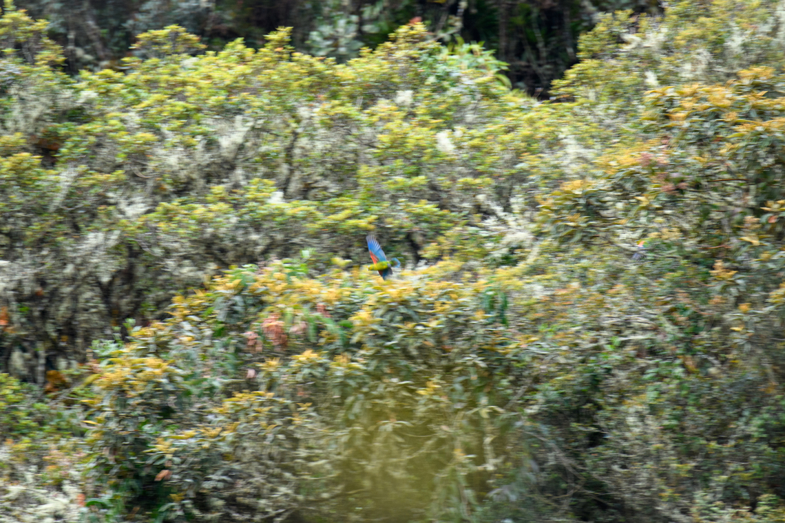 Indigo-winged Parrot, Giles-Fuertesi Reserve, Colombia I know, it&#039;s an embarrassing photo, but the only one we managed to capture. A group of them were readily seen at a large distance but they refused to get closer nor could we get closer as a valley was in between.<br />
<br />
This endemic parrot makes it to the top 5 rarest parrot species in the world, with a population of roughly a few hundred. Since its rediscovery in 2002, 4 reserves have been established to conserve it of which Giles-Fuertesi is one (that carries the name of the species). Colombia,Colombia 2022,Fall,Fuertess parrot,Geotagged,Giles Fuertesi Proaves Reserve,Hapalopsittaca fuertesi,South America,World
