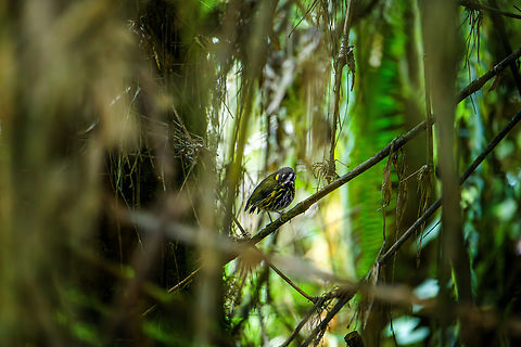 Crescent-faced antpitta, Giles-Fuertesi Reserve, Colombia Our original plan was to see this bird at Hacienda El Bosque, where it is regularly photographed as part of a feeding ritual. It did not show up for us there and the birding whisper network soon revealed that it had not appeared for weeks.

The last chance would be to see it in the wild (non-feeder), here at Giles-Fuertesi Reserve. Allegedly, that is close to a mission impossible, there's almost no wild observations of this bird at all.

The poor odds were confirmed as a lengthy search and repeated playback did not lead to anything.

"What about this bird?", says our humble driver Jose, whom normally doesn't even join us in hikes. Jaws dropped as he casually points out a perched Crescent-faced Antpitta.

It just sat there, 10 feet away from us. A dark silhouette in a thick, dense and very dark section of bamboo.
https://www.jungledragon.com/image/150265/crescent-faced_antpitta_crop_giles-fuertesi_reserve_colombia.html Colombia,Colombia 2022,Crescent-faced antpitta,Fall,Geotagged,Giles Fuertesi Proaves Reserve,Grallaricula lineifrons,South America,World