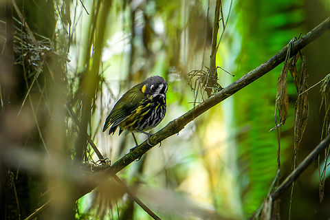 Crescent-faced antpitta (crop), Giles-Fuertesi Reserve, Colombia Our original plan was to see this bird at Hacienda El Bosque, where it is regularly photographed as part of a feeding ritual. It did not show up for us there and the birding whisper network soon revealed that it had not appeared for weeks.

The last chance would be to see it in the wild (non-feeder), here at Giles-Fuertesi Reserve. Allegedly, that is close to a mission impossible, there's almost no wild observations of this bird at all.

The poor odds were confirmed as a lengthy search and repeated playback did not lead to anything.

"What about this bird?", says our humble driver Jose, whom normally doesn't even join us in hikes. Jaws dropped as he casually points out a perched Crescent-faced Antpitta.

It just sat there, 10 feet away from us. A dark silhouette in a thick, dense and very dark section of bamboo.
https://www.jungledragon.com/image/150264/crescent-faced_antpitta_giles-fuertesi_reserve_colombia.html Colombia,Colombia 2022,Crescent-faced antpitta,Fall,Geotagged,Giles Fuertesi Proaves Reserve,Grallaricula lineifrons,South America,World