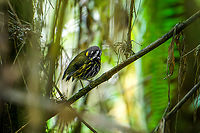 Crescent-faced antpitta (crop), Giles-Fuertesi Reserve, Colombia Our original plan was to see this bird at Hacienda El Bosque, where it is regularly photographed as part of a feeding ritual. It did not show up for us there and the birding whisper network soon revealed that it had not appeared for weeks.<br />
<br />
The last chance would be to see it in the wild (non-feeder), here at Giles-Fuertesi Reserve. Allegedly, that is close to a mission impossible, there's almost no wild observations of this bird at all.<br />
<br />
The poor odds were confirmed as a lengthy search and repeated playback did not lead to anything.<br />
<br />
"What about this bird?", says our humble driver Jose, whom normally doesn't even join us in hikes. Jaws dropped as he casually points out a perched Crescent-faced Antpitta.<br />
<br />
It just sat there, 10 feet away from us. A dark silhouette in a thick, dense and very dark section of bamboo.<br />
https://www.jungledragon.com/image/150264/crescent-faced_antpitta_giles-fuertesi_reserve_colombia.html Colombia,Colombia 2022,Crescent-faced antpitta,Fall,Geotagged,Giles Fuertesi Proaves Reserve,Grallaricula lineifrons,South America,World