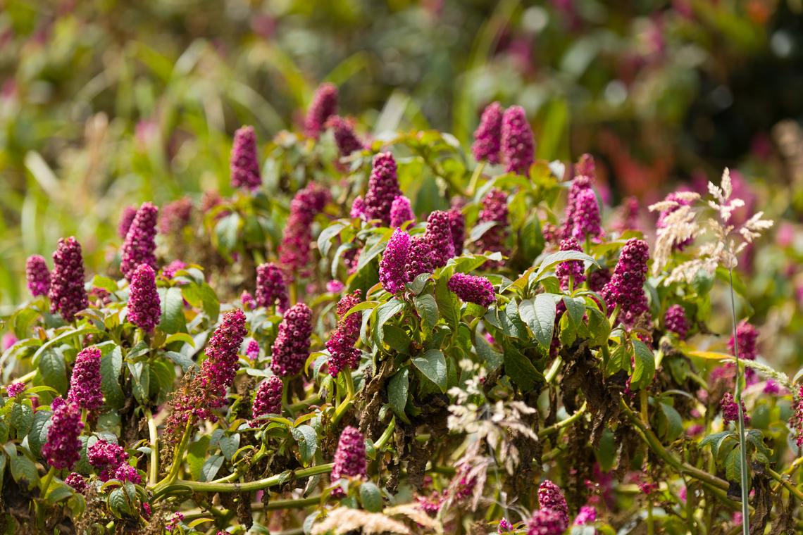 Phytolacca bogotensis, Urapanes del Bosque, Colombia  Colombia,Colombia 2022,Fall,Geotagged,Phytolacca bogotensis,South America,Urapanes del Bosque,World