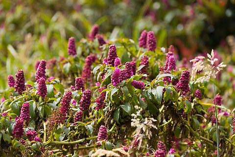 Phytolacca bogotensis, Urapanes del Bosque, Colombia  Colombia,Colombia 2022,Fall,Geotagged,Phytolacca bogotensis,South America,Urapanes del Bosque,World