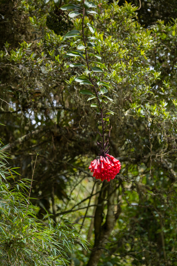 Bomarea patinii, Urapanes del Bosque, Colombia Tentative ID. Bomarea patinii,Colombia,Colombia 2022,Fall,Geotagged,South America,Urapanes del Bosque,World
