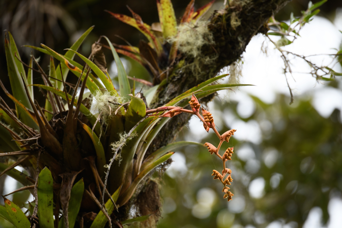 Racinaea tetrantha, Urapanes del Bosque, Colombia  Colombia,Colombia 2022,Fall,Geotagged,Racinaea tetrantha,South America,Urapanes del Bosque,World