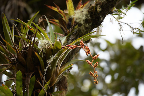 Racinaea tetrantha, Urapanes del Bosque, Colombia  Colombia,Colombia 2022,Fall,Geotagged,Racinaea tetrantha,South America,Urapanes del Bosque,World