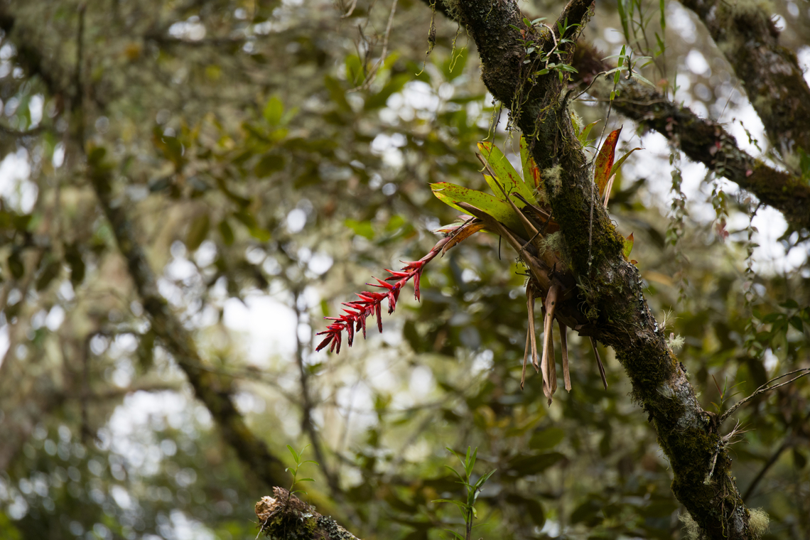 Bromeliad, Urapanes del Bosque, Colombia Might be Tillandsia sp., but not really sure. Colombia,Colombia 2022,Fall,Geotagged,South America,Urapanes del Bosque,World