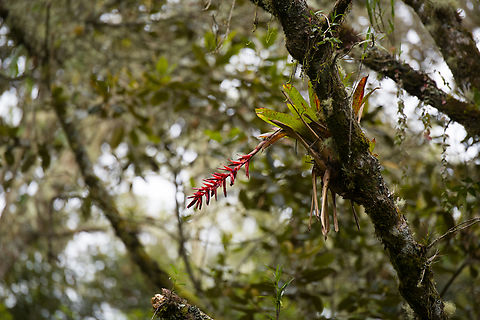 Bromeliad, Urapanes del Bosque, Colombia Might be Tillandsia sp., but not really sure. Colombia,Colombia 2022,Fall,Geotagged,South America,Urapanes del Bosque,World