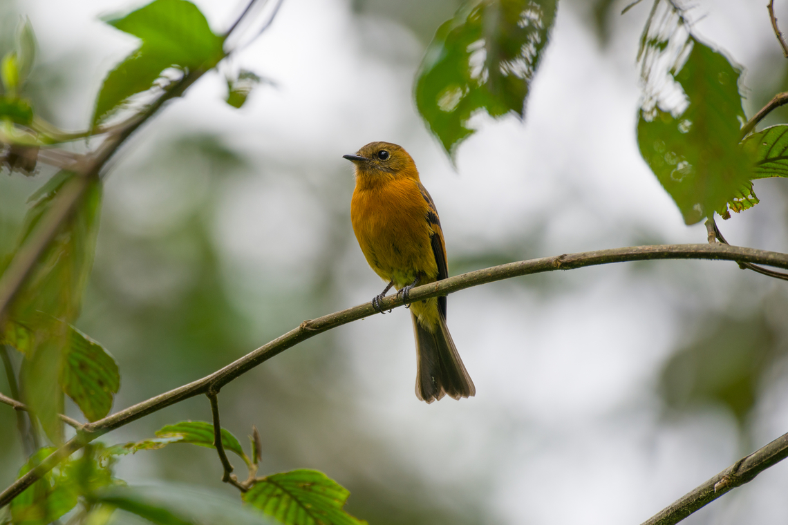 Cinnamon flycatcher, Urapanes del Bosque, Colombia  Cinnamon flycatcher,Colombia,Colombia 2022,Fall,Geotagged,Pyrrhomyias cinnamomeus,South America,Urapanes del Bosque,World