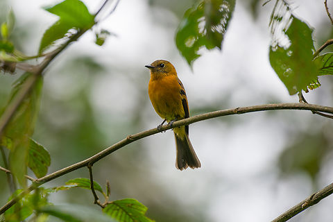 Cinnamon flycatcher, Urapanes del Bosque, Colombia  Cinnamon flycatcher,Colombia,Colombia 2022,Fall,Geotagged,Pyrrhomyias cinnamomeus,South America,Urapanes del Bosque,World