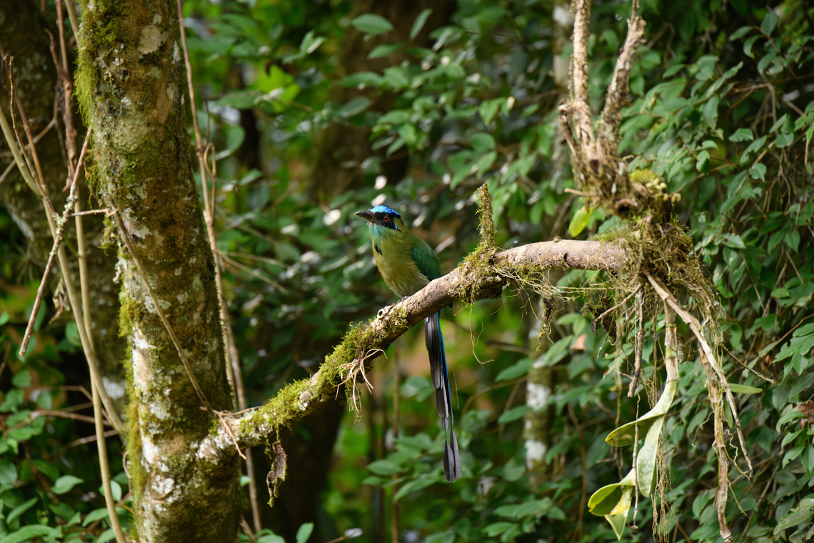 Andean motmot, Urapanes del Bosque, Colombia  Andean motmot,Colombia,Colombia 2022,Fall,Geotagged,Momotus aequatorialis,South America,Urapanes del Bosque,World