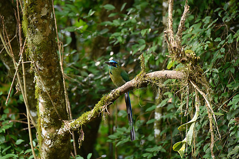 Andean motmot, Urapanes del Bosque, Colombia  Andean motmot,Colombia,Colombia 2022,Fall,Geotagged,Momotus aequatorialis,South America,Urapanes del Bosque,World