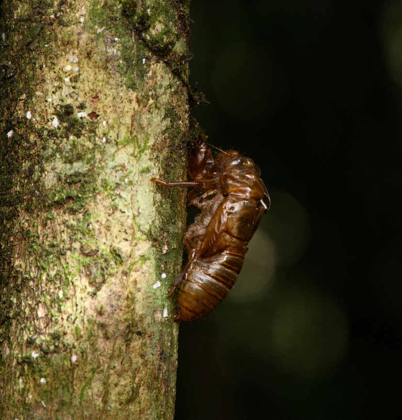 Cicada Exuviae, Urapanes del Bosque, Colombia  Colombia,Colombia 2022,Fall,Geotagged,South America,Urapanes del Bosque,World