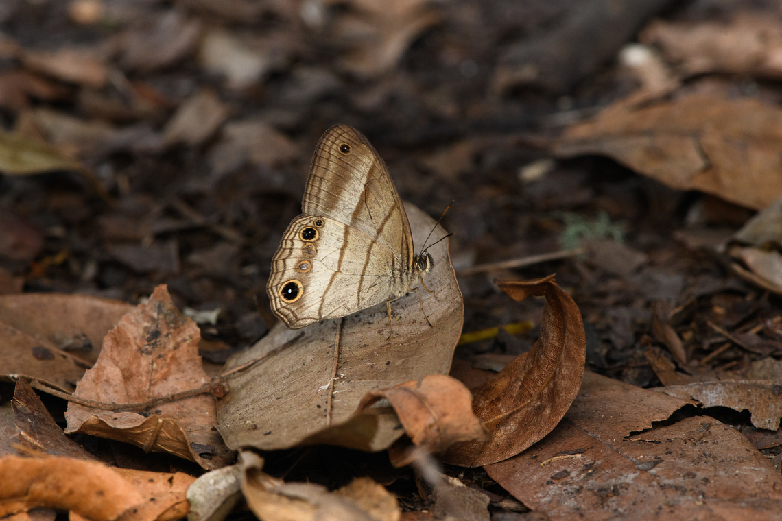 Euptychoides laccine, Urapanes del Bosque, Colombia The two faded "eyes" appear to be structural in every individual. Colombia,Colombia 2022,Euptychoides laccine,Fall,Geotagged,South America,Urapanes del Bosque,World