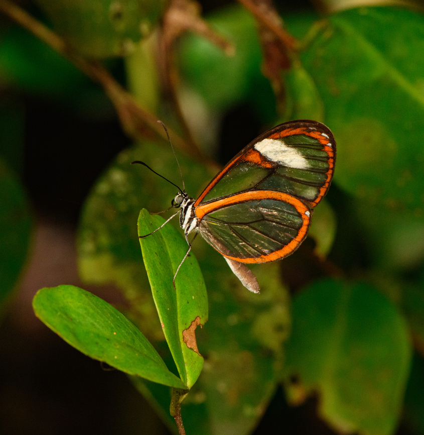 Pteronymia artena, Urapanes del Bosque, Colombia  Artena Clearwing,Colombia,Colombia 2022,Fall,Geotagged,Pteronymia artena,South America,Urapanes del Bosque,World