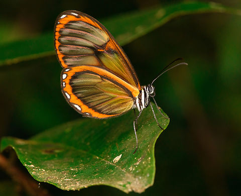 Clearwing butterfly, Urapanes del Bosque, Colombia Struggling to identify it. Closest I have currently is Pteronymia veia ssp. linzera. Colombia,Colombia 2022,Fall,Geotagged,South America,Urapanes del Bosque,World