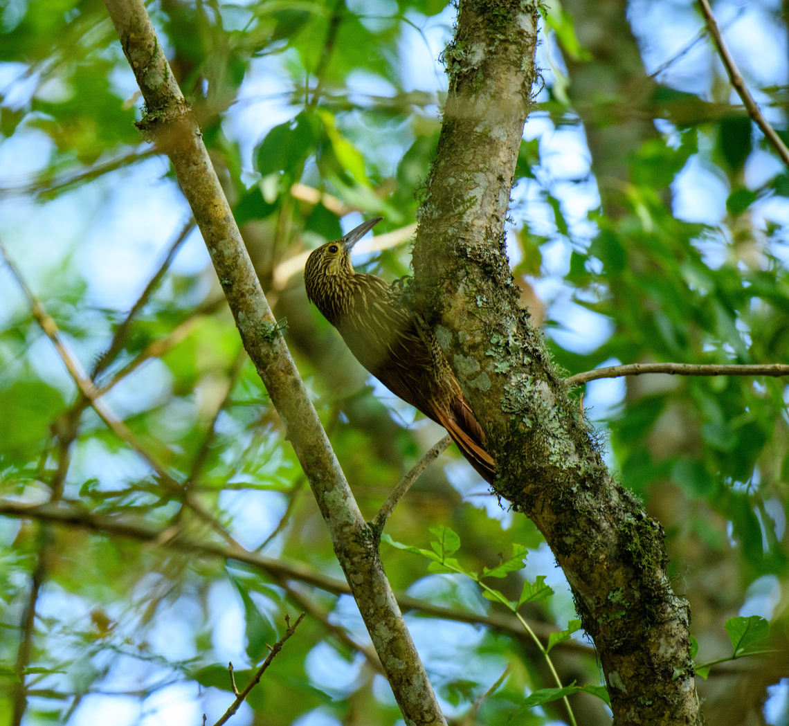 Strong-billed woodcreeper, Urapanes del Bosque, Colombia Partially obscured :( Colombia,Colombia 2022,Fall,Geotagged,South America,Strong-billed woodcreeper,Urapanes del Bosque,World,Xiphocolaptes promeropirhynchus