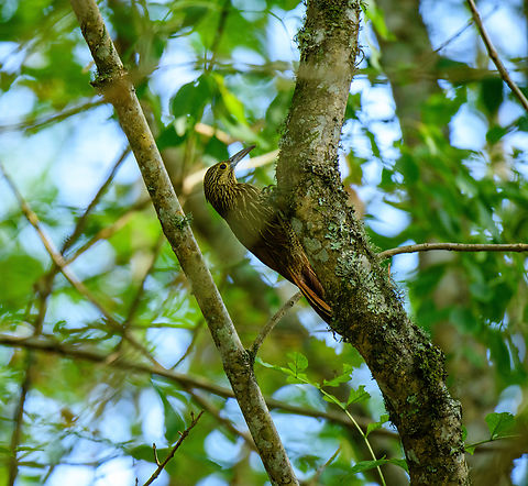 Strong-billed woodcreeper, Urapanes del Bosque, Colombia Partially obscured :( Colombia,Colombia 2022,Fall,Geotagged,South America,Strong-billed woodcreeper,Urapanes del Bosque,World,Xiphocolaptes promeropirhynchus