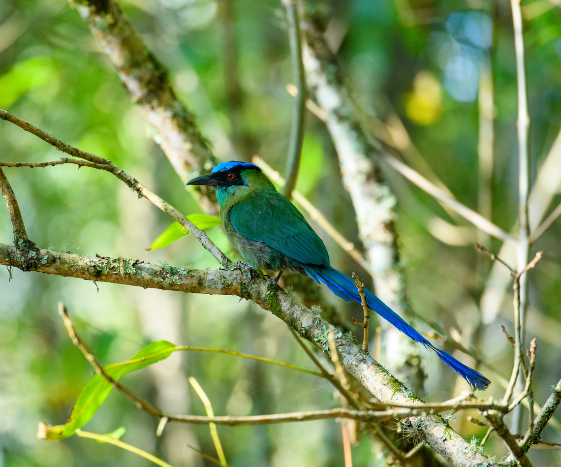 Andean motmot - closeup, Urapanes del Bosque, Colombia  Andean motmot,Colombia,Colombia 2022,Fall,Geotagged,Momotus aequatorialis,South America,Urapanes del Bosque,World