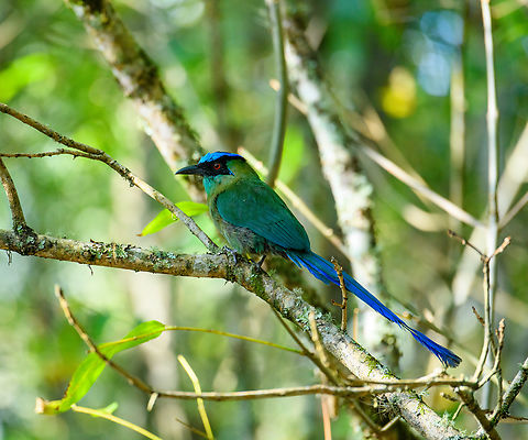 Andean motmot - closeup, Urapanes del Bosque, Colombia  Andean motmot,Colombia,Colombia 2022,Fall,Geotagged,Momotus aequatorialis,South America,Urapanes del Bosque,World