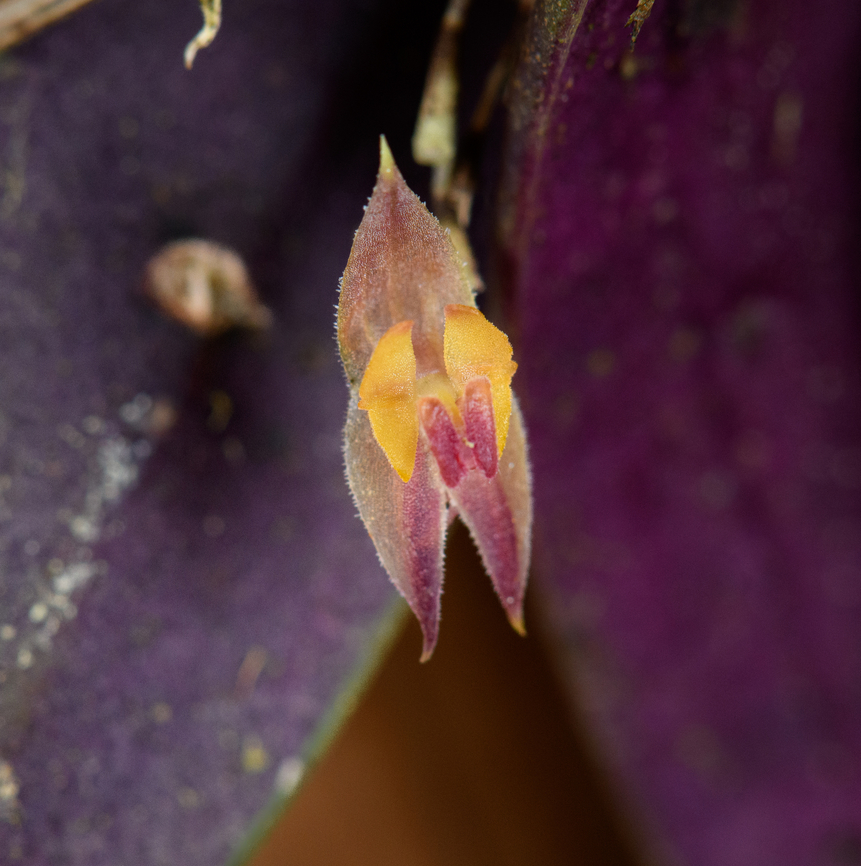 Lepanthes monoptera, Urapanes del Bosque, Colombia  Colombia,Colombia 2022,Fall,Geotagged,Lepanthes monoptera,Single-Winged Lepanthes,South America,Urapanes del Bosque,World