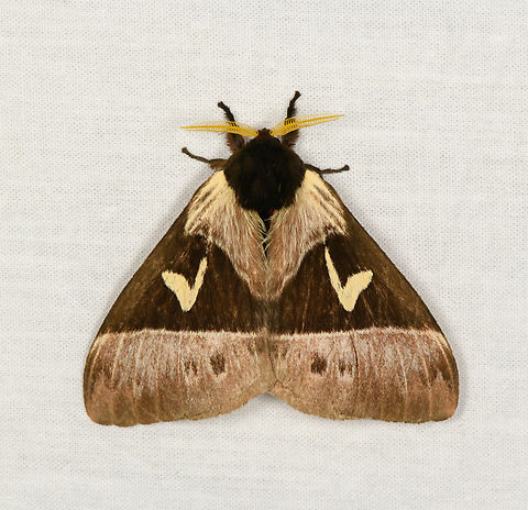 Dirphia napoensis, Urapanes del Bosque, Colombia Tentative ID. Colombia,Colombia 2022,Dirphia napoensis,Fall,Geotagged,South America,Urapanes del Bosque,World