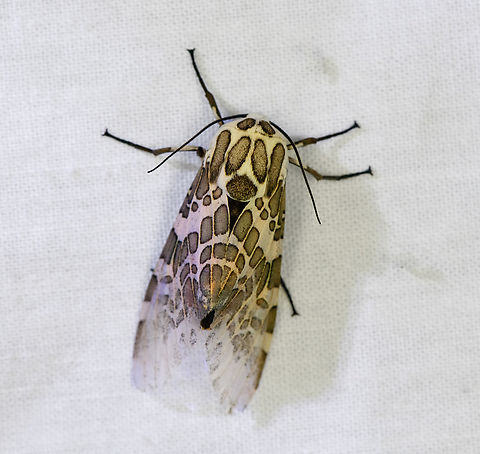 Hypercompe laeta, Urapanes del Bosque, Colombia  Colombia,Colombia 2022,Fall,Geotagged,Hypercompe laeta,South America,Urapanes del Bosque,World