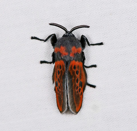 Edebessa nigropuncta, Urapanes del Bosque, Colombia I could swear I've seen this before online, but can't find it anymore. Colombia,Colombia 2022,Edebessa nigropuncta,Fall,Geotagged,South America,Urapanes del Bosque,World