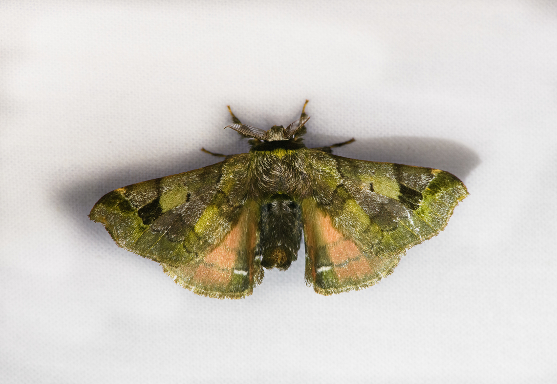 Quentalia numalia, Urapanes del Bosque, Colombia  Colombia,Colombia 2022,Fall,Geotagged,Quentalia numalia,South America,Urapanes del Bosque,World