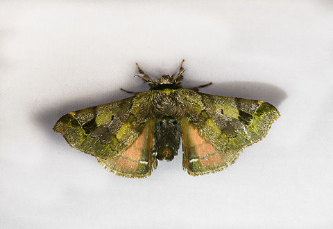 Quentalia numalia, Urapanes del Bosque, Colombia  Colombia,Colombia 2022,Fall,Geotagged,Quentalia numalia,South America,Urapanes del Bosque,World