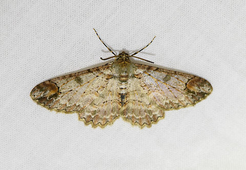 Iridopsis sp., Urapanes del Bosque, Colombia  Colombia,Colombia 2022,Fall,Geotagged,South America,Urapanes del Bosque,World