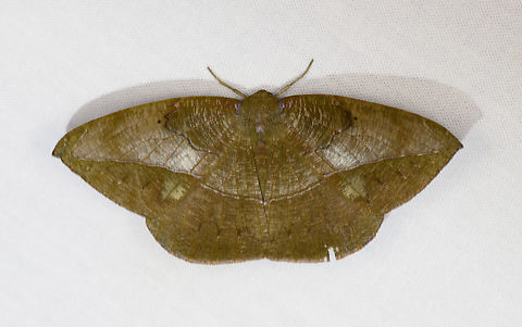 Oxydia translinquens, Urapanes del Bosque, Colombia A faded Oxydia translinquens, I think. Colombia,Colombia 2022,Fall,Geotagged,Oxydia translinquens,South America,Urapanes del Bosque,World