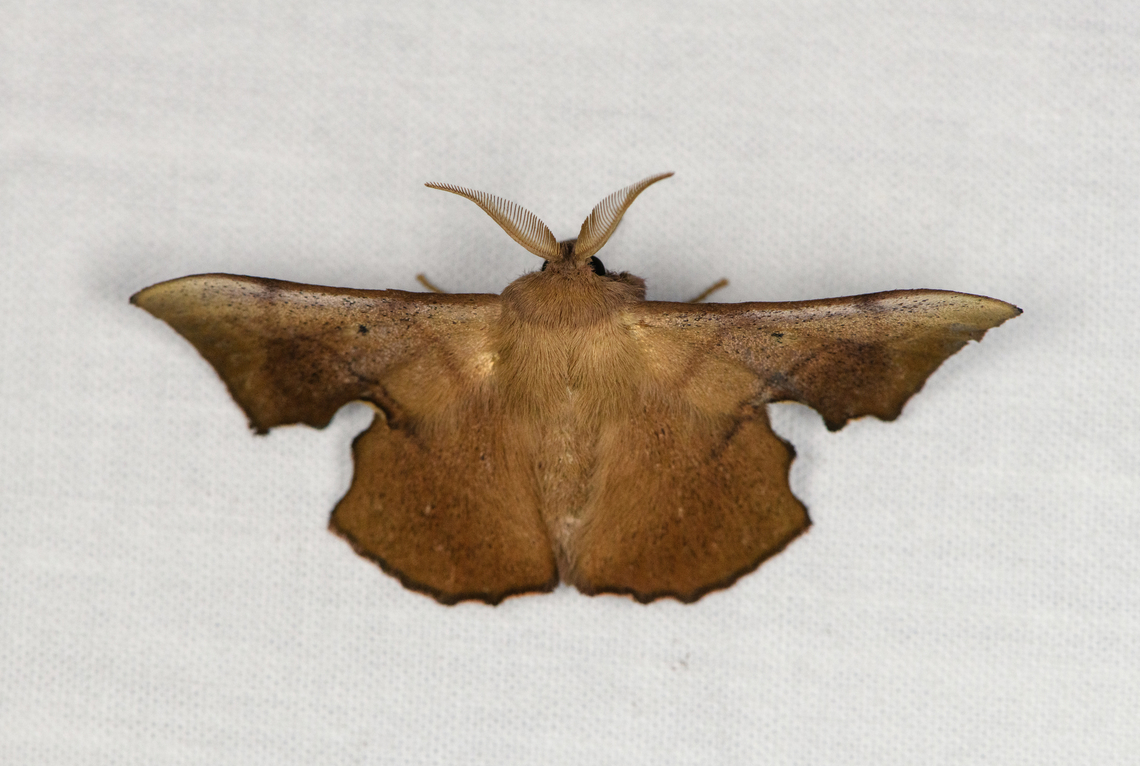 Lacosoma sp.?, Urapanes del Bosque, Colombia  Colombia,Colombia 2022,Fall,Geotagged,South America,Urapanes del Bosque,World