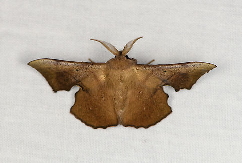 Lacosoma sp.?, Urapanes del Bosque, Colombia  Colombia,Colombia 2022,Fall,Geotagged,South America,Urapanes del Bosque,World