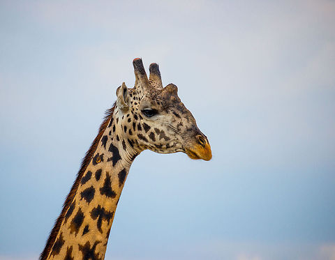 Head closeup of adult Maasai Giraffe  Africa,Giraffa camelopardalis tippelskirchi,Maasai Giraffe,Serengeti National Park,Serengeti North,Serengeti area,Tanzania
