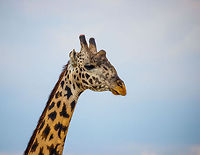 Head closeup of adult Maasai Giraffe  Africa,Giraffa camelopardalis tippelskirchi,Maasai Giraffe,Serengeti National Park,Serengeti North,Serengeti area,Tanzania