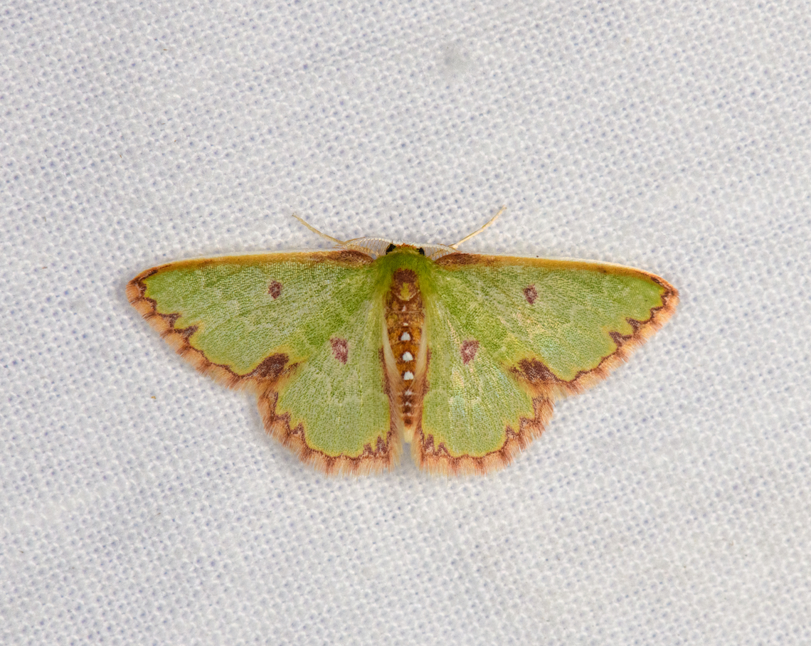 Synchlora sp., Urapanes del Bosque, Colombia Tricky genus. Different from most species in this genus, the outer brown border is thin instead of thick. Colombia,Colombia 2022,Fall,Geotagged,South America,Urapanes del Bosque,World