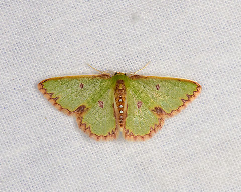 Synchlora sp., Urapanes del Bosque, Colombia Tricky genus. Different from most species in this genus, the outer brown border is thin instead of thick. Colombia,Colombia 2022,Fall,Geotagged,South America,Urapanes del Bosque,World