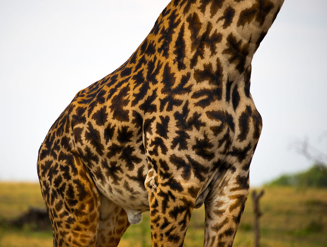 Maasai Giraffe pattern closeup Emphasis on the distinguishing pattern that makes identifying a Maasai Giraffe easy.  Africa,Giraffa camelopardalis tippelskirchi,Maasai Giraffe,Serengeti National Park,Serengeti North,Serengeti area,Tanzania