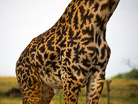 Maasai Giraffe pattern closeup Emphasis on the distinguishing pattern that makes identifying a Maasai Giraffe easy.  Africa,Giraffa camelopardalis tippelskirchi,Maasai Giraffe,Serengeti National Park,Serengeti North,Serengeti area,Tanzania