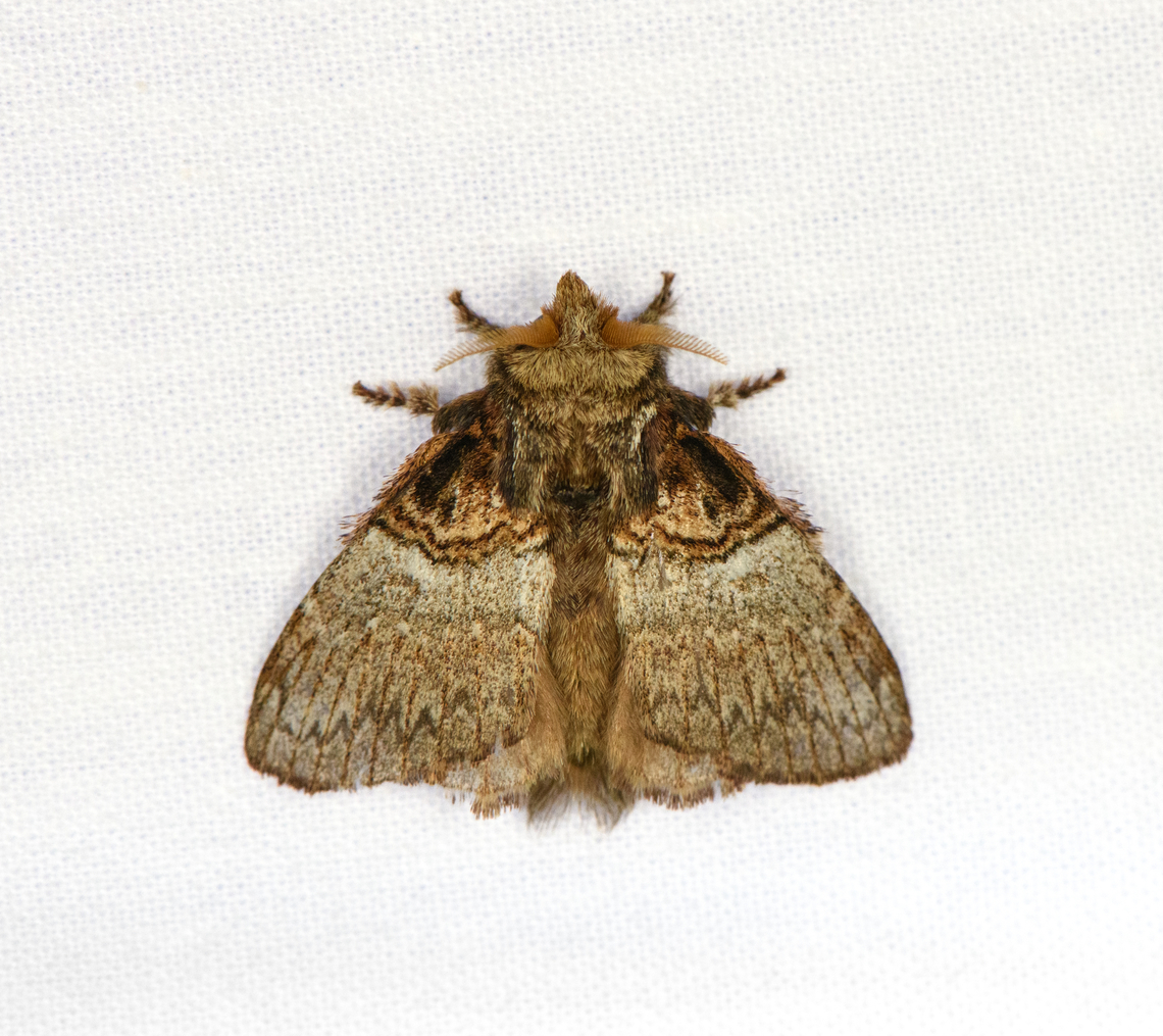 Euglyphis larunda, Urapanes del Bosque, Colombia  Colombia,Colombia 2022,Euglyphis larunda,Fall,Geotagged,South America,Urapanes del Bosque,World